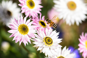 Bee hovering above Native Australian Pink Paper or Sunray Daisies, Rhodanthe, taken at Kings Park...