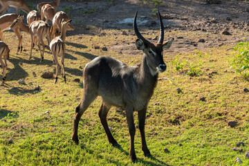 A beautiful male waterbuck (Kobus ellipsiprymnus), at the bank of the Chobe River, Botswana