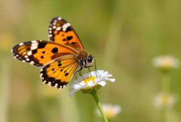 Butterfly is pollinating white wildflower in green meadow