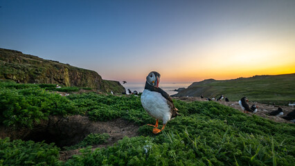 Puffin sunset on Skomer Island © Ian