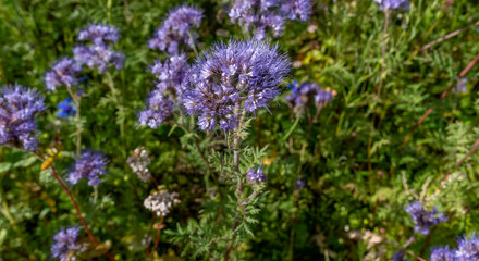 Honeywort (Phacelia tanacetifolia) 2025 Denmark