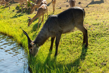 A beautiful male waterbuck (Kobus ellipsiprymnus), cautiously drinking water at the bank of the Chobe River, Botswana