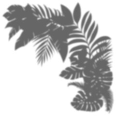 Naklejka premium Realistic branch leaf shadow overlay on transparent background, tropical foliage mockup for sunlight effect, natural plant silhouette for product presentation, summer vibe backdrop PNG