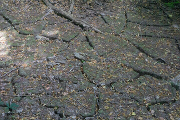 A dry, cracked clay ground covered with fallen leaves and twigs, concept of drought, natural...