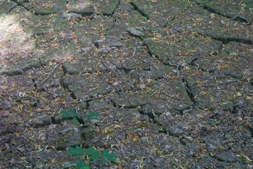A dry, cracked clay ground covered with fallen leaves and twigs, concept of drought, natural...