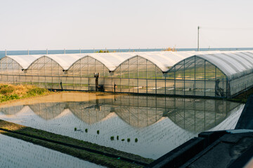 Greenhouse in rice fields on Shikoku Island, Japan