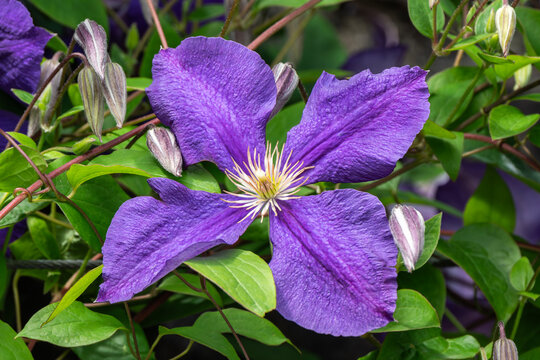 Clematis 'Jackmanii Superba' a climbing herbaceous  purple perennial and a summer autumn vine climber, flower plant stock photo gardening image