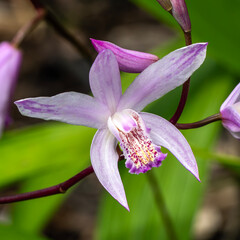 Bletilla striata 'Yokohama' a spring summer autumn fall flowering plant with a pink purple...