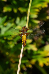 Dragonfly Four Spotted Chaser (Libellula quadrimaculata) a common broad bodied flying insect which can be found near water, ponds and lakes, nature stock photo image