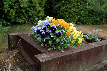A close-up view of a wooden flower planter filled with bright marigolds and pansies. 