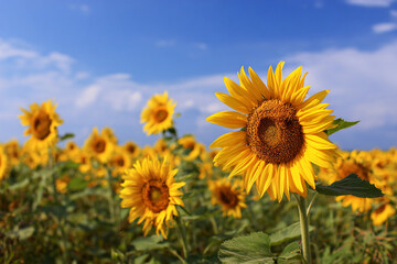 a field of sunflowers with a blue sky in the background