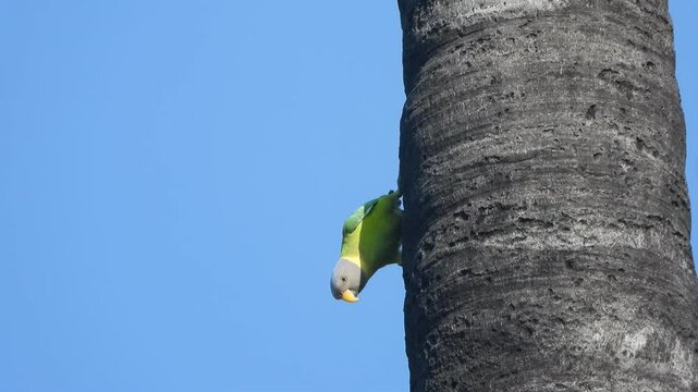 Parrot eating wood in tree .