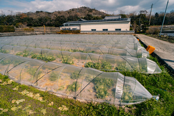 Greenhouse in rice fields on Shikoku Island, Japan