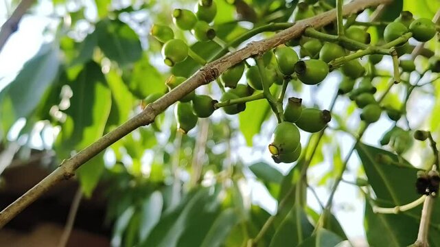 Close-Up of Unripe Jamun (Java Plum / Syzygium Cumini) Fruits on Tree Branch in Sunlight