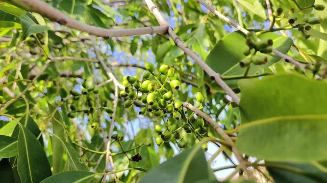 Close-Up of Unripe Jamun (Java Plum / Syzygium Cumini) Fruits on Tree Branch in Sunlight