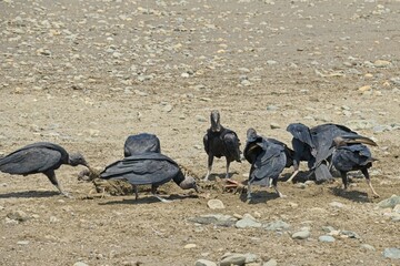 Fototapeta premium black vultures in the Ballena Marine National Park in Costa Rica