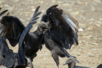 black vultures in the Ballena Marine National Park in Costa Rica