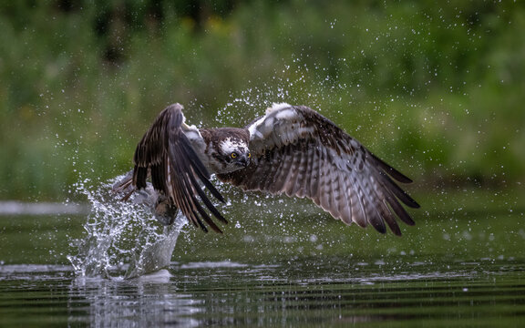 Osprey fishing