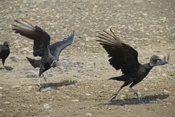 black vultures in the Ballena Marine National Park in Costa Rica