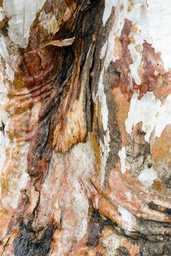 Detail shot of patterned heavily textured gum tree trunk with shades of greens, oranges and reds