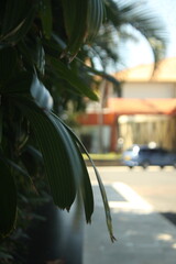 Close-up of lush green leaves in the foreground, with a blurry background showing a street, car, and building, creating a soft bokeh effect.