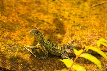 small lizard in a rainforest in Costa Rica