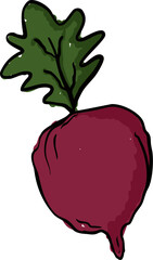 Beetroot with Leaves in Earthy Vintage Style Vector Illustration.