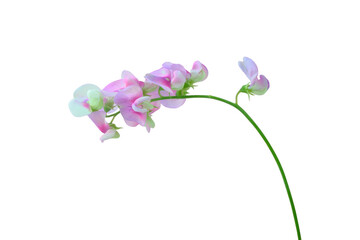 Delicate pink sweet pea flower stem on transparent background. Ideal for floral compositions, wedding invitations, spring design projects, and botanical prints.
