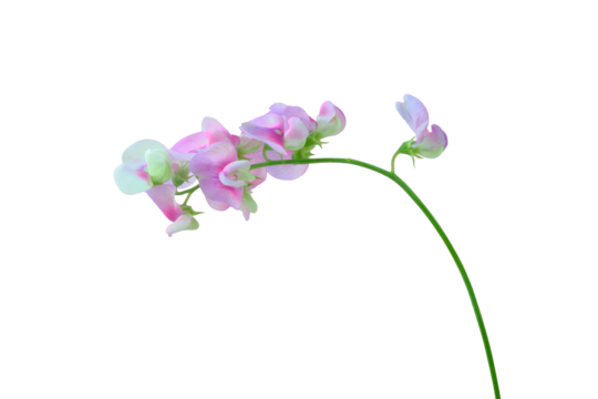 Delicate pink sweet pea flower stem on transparent background. Ideal for floral compositions, wedding invitations, spring design projects, and botanical prints.
