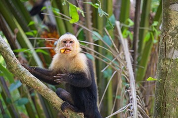 white face monkey in a rainforest in Costa Rica