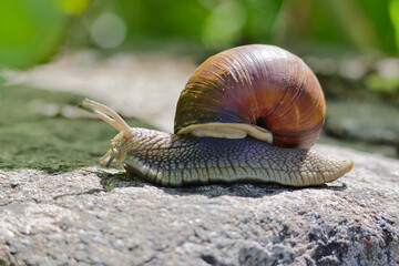 Macro photo of a Roman snail (Helix pomatia) crawling on a rock in natural sunlight. Detailed view of the shell and body texture.