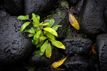 Green plant growing among wet dark stones with fallen yellow leaves and patches of moss visible