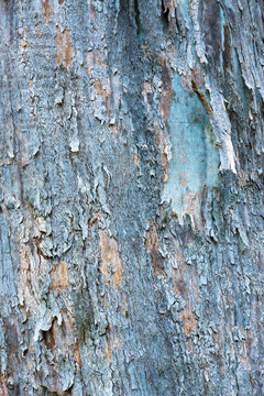 Close up of gum tree trunk with new blue growth and peeling bark