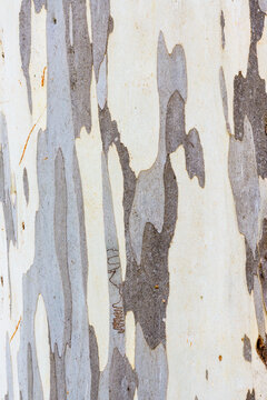 Close up of gum tree trunk with smooth texture and grey and white colouring