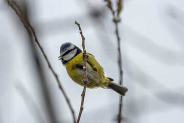 Blue Tit (Cyanistes caeruleus), common across Europe, spotted in Phoenix Park, Dublin.