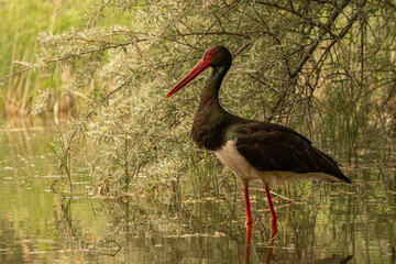 Black Stork (Ciconia nigra) standing in natural habitat. Elegant pose with red bill and dark plumage, perfect for wildlife, bird species, and European nature themes.