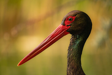 Close-up portrait of Black Stork (Ciconia nigra) with blurred background. Striking red bill and eye, perfect for nature, birdwatching, and wildlife portrait themes.