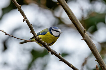 Blue Tit (Cyanistes caeruleus), common across Europe, spotted in Phoenix Park, Dublin.