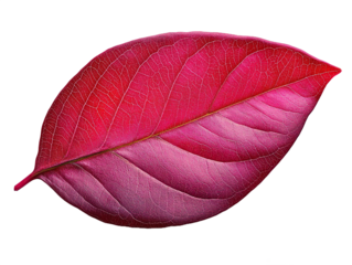 Red autumn leaf with visible veins isolated on transparent background