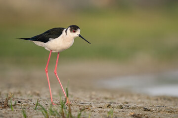 Black-winged Stilt (Himantopus himantopus) standing on shore in natural habitat. Elegant wader with long pink legs, perfect for nature, wetland, and birdwatching themes.