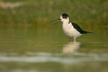 Black-winged Stilt (Himantopus himantopus) standing on shore in natural habitat. Elegant wader with long pink legs, perfect for nature, wetland, and birdwatching themes.