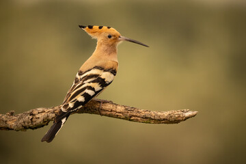 Eurasian Hoopoe (Upupa epops) perched on a branch in golden light.. Action wildlife shot, perfect for birdwatching, ornithology, and nature-related content.  © Jiri Licka