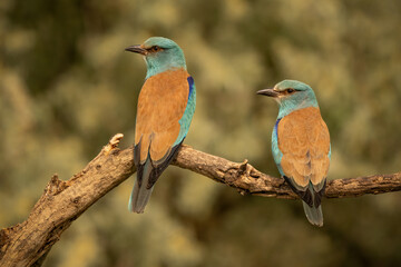 European Roller (Coracias garrulus) perched on a branch in golden light. Vivid turquoise feathers and natural background. Ideal for birdwatching, wildlife, and nature themes.