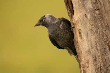Western jackdaw (Coloeus monedula) perched on a tree against a blurred green background, detailed close-up wildlife photo with vibrant eye in the black plumage.