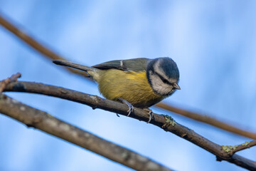 Blue Tit (Cyanistes caeruleus), common across Europe, spotted in Phoenix Park, Dublin.