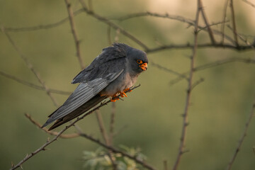 Male Red-footed Falcon (Falco vespertinus) perched on a branch, showing vibrant orange legs and intense gaze. Captured in natural habitat, ideal for birdwatching and wildlife themes.
