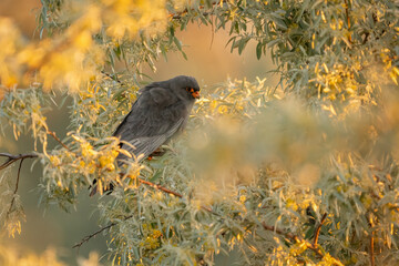 Male Red-footed Falcon (Falco vespertinus) perched on a branch, showing vibrant orange legs and...