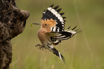 Eurasian Hoopoe (Upupa epops) flying towards tree cavity with caterpillar in beak. Action wildlife shot, perfect for birdwatching, ornithology, and nature-related content.
