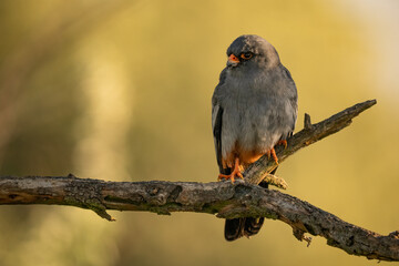 Male Red-footed Falcon (Falco vespertinus) perched on a branch, showing vibrant orange legs and intense gaze. Captured in natural habitat, ideal for birdwatching and wildlife themes.
