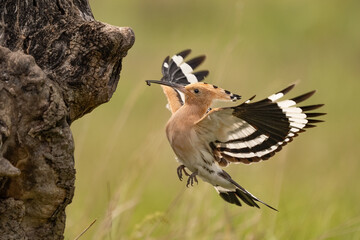 Eurasian Hoopoe (Upupa epops) flying towards tree cavity with caterpillar in beak. Action wildlife shot, perfect for birdwatching, ornithology, and nature-related content.
